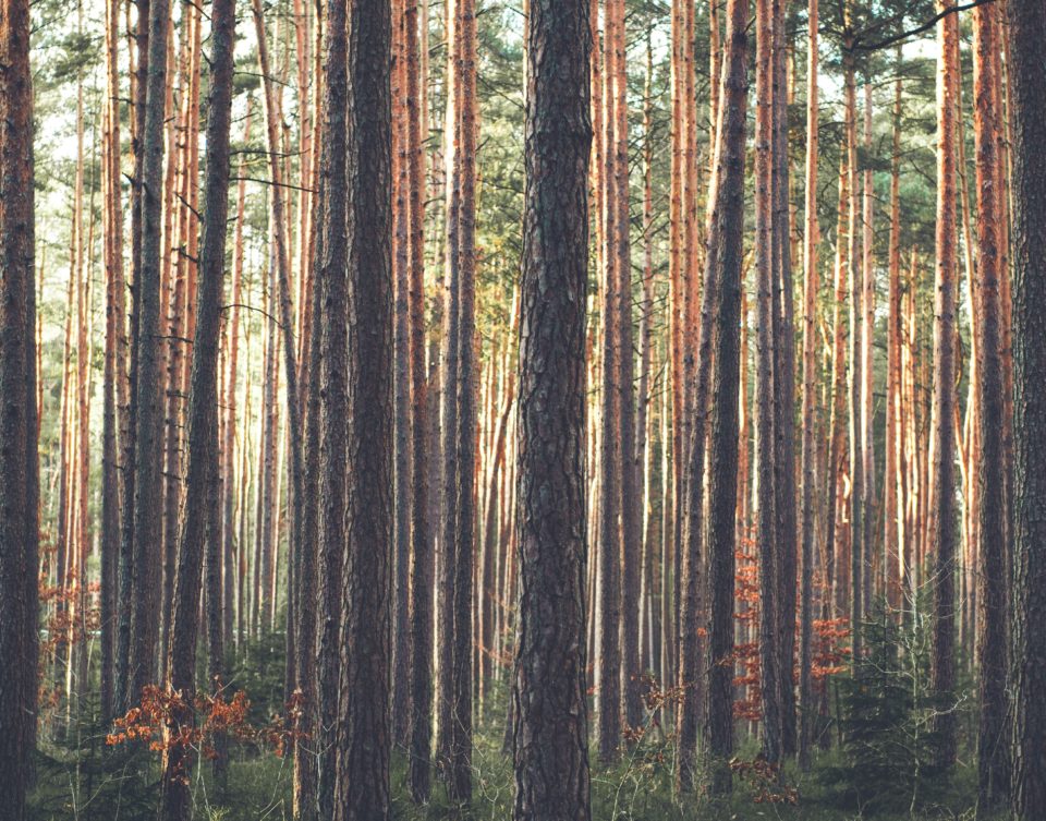 Autor zdjęcia: Sebastian Engler - Unsplash.com